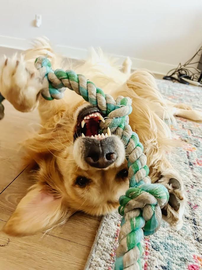 Blije hond die op z'n rug speelt met een blauwgroen touwspeeltje